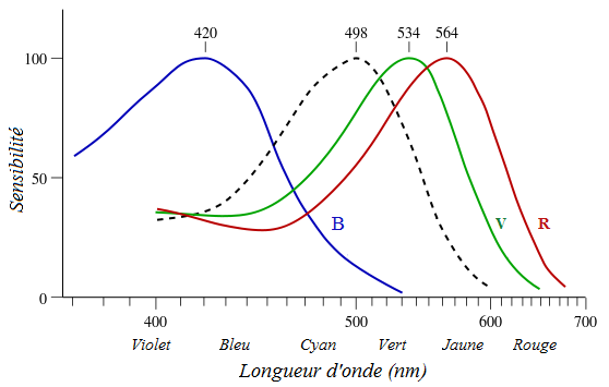 Sensibilité des cônes et des bâtonnets